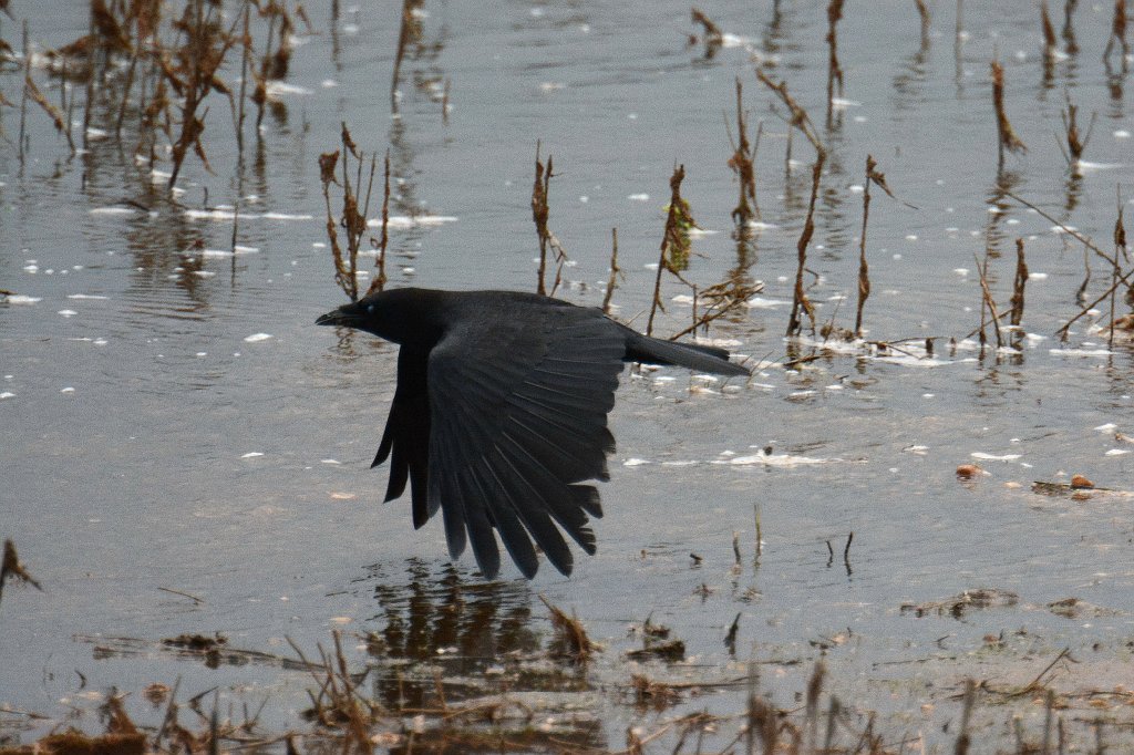 Crow, Fish, 2014-05153012 Edwin B Forsythe NWR, NJ.JPG - Fish Crow in flight. Edwin B. Forsythe National Wildlife Refuge, NJ,, 5-15-2014